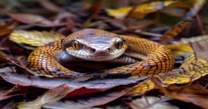 Master of Stealth: The Captivating Biology and Behavior of the Gaboon Viper
