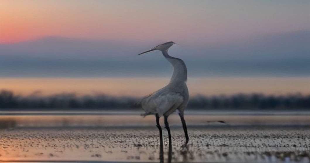 Decoding the Echoes: The Science and Secrets Behind Wetland Bird Calls