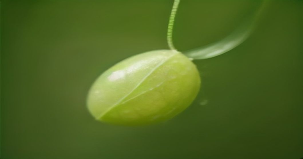 Nature's Tiny Guardians: The Surprising Life of the Common Lacewing