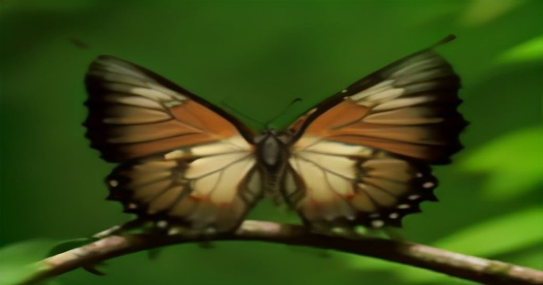 Nature’s Ultimate Master of Disguise: Unveiling the Kallima Inachus Butterfly
