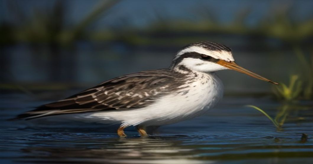 The Fascinating World of the Jack Snipe: Nature's Miniature Wetland Hunter