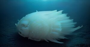The Florida Fighting Conch: Nature’s Underwater Fencer