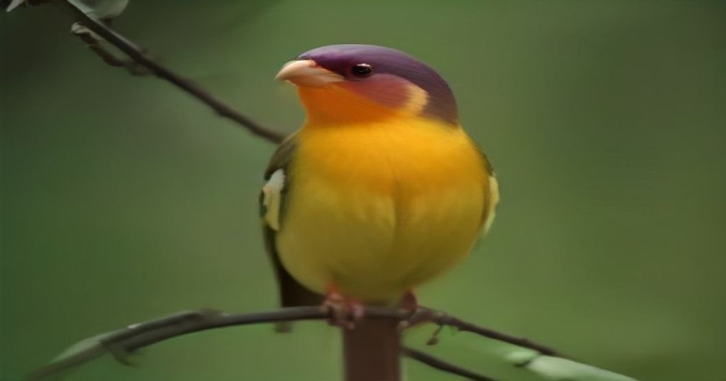 The Living Rainbow: A Veterinarian's Guide to the Gouldian Finch