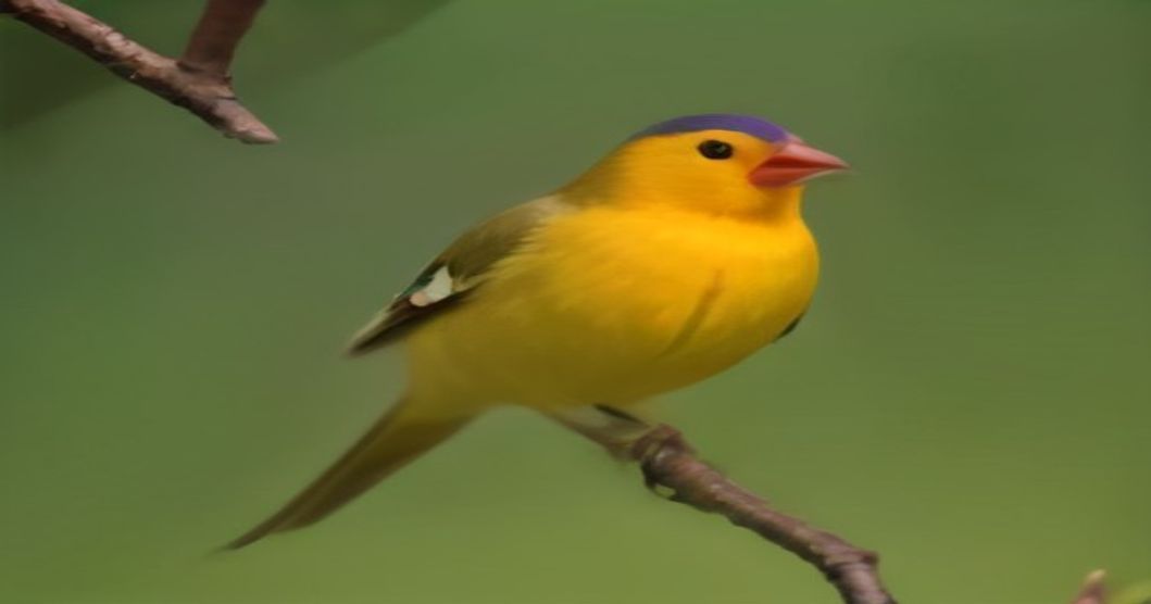 The Spectacular Gouldian Finch: Nature's Avian Masterpiece and Avicultural Treasure