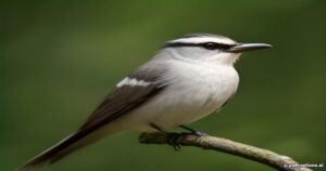 Avian Community Living: The Fascinating World of the White-browed Shrike-babbler