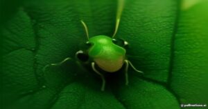 Fascinating Entomology: Unveiling the Bizarre World of the Tree Hopper (Cyphonia clavata)