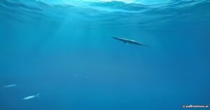 Marvels of the Open Ocean: The Fascinating Biology and Flight of the Exocoetus volitans
