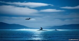 Masterclass in Marine Mammal Strategy: The Brilliant Teamwork of Orcinus orca