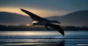 Riverside Peril: The Ecological Dance Between Flying Foxes and Australian Freshwater Crocodiles