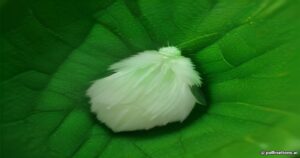 The Amazon’s Tiny Legged Snowflake: The Flatid Planthopper Nymph