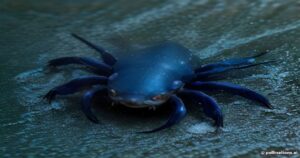 Tiny Soldiers of the Shore: The Fascinating World of Mictyris longicarpus
