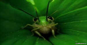 Unveiling Arachnacris Regalis: The Giant Bush Cricket of the Tropical Undergrowth