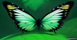 Unveiling the Magic of the Glass Butterfly (Greta oto): Nature’s Transparent Marvel