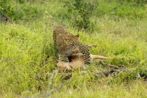 Why Most Predator Hunts Fail: The Surprising Science Behind Prey Evasion