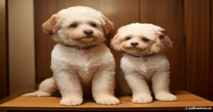 A Change of Look: Why Pet Grooming Is Essential for Health, Not Just Style