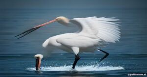 Avian Elegance and Adaptation: The Fascinating Eurasian Spoonbill