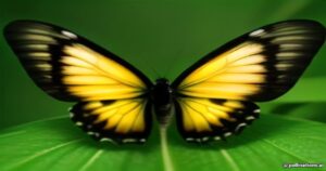 Fascinating Entomology: Unveiling the Unique World of Curetis Acuta Butterflies and Caterpillars