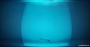 Secrets of the Deep: The Fascinating Biology of the Glass Squid