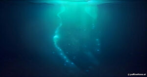 The Giant Siphonophore: Unlocking the Mysteries of the Ocean’s Longest Living Wonder