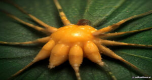The Longhorn Orb-Weaver (Macracantha arcuata): Nature’s Elaborate Living Jewel