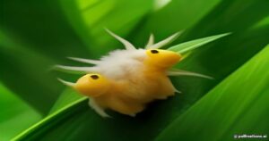 Unveiling the Honduran White Bat: Central America’s Cottonball Critter
