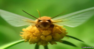 Unveiling the Hornet Moth: Nature’s Master of Disguise