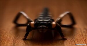 Unveiling the House Centipede: Why This Creepy-Crawly Is Your Home’s Best Pest Control Ally