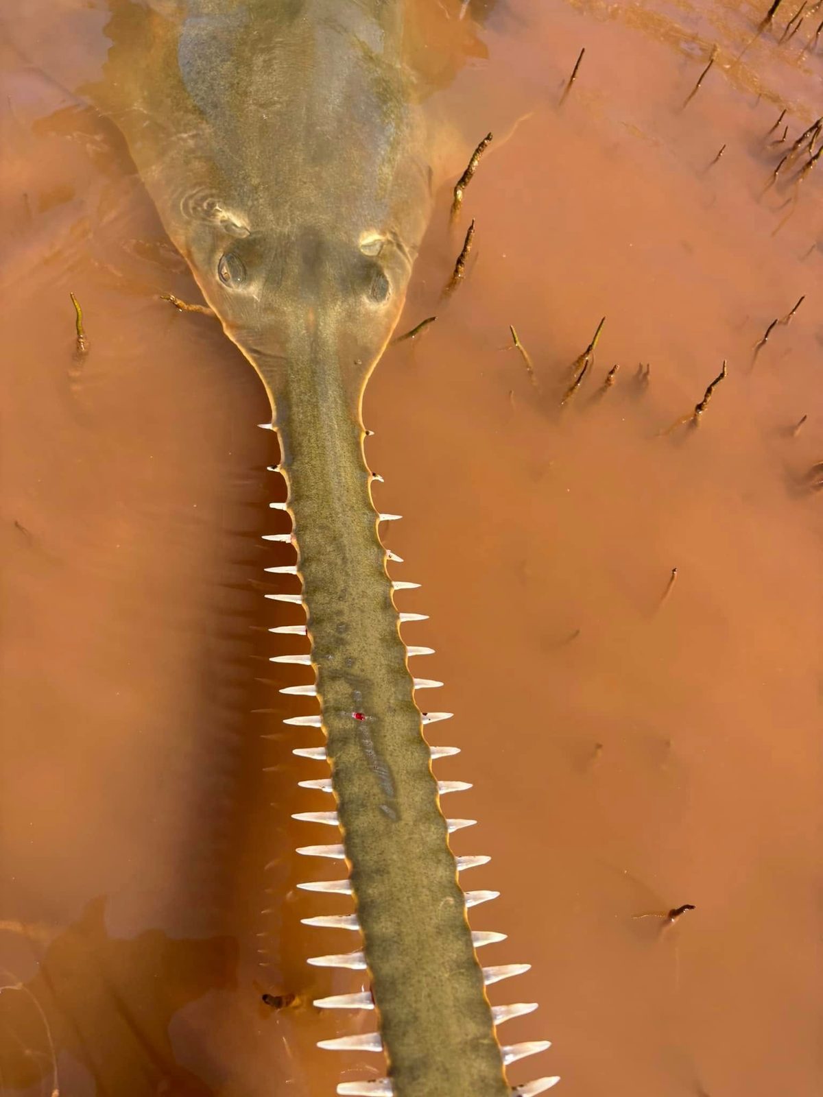 Northwestern Australia Emerges as a Vital ‘Lifeboat’ for Endangered Green Sawfish