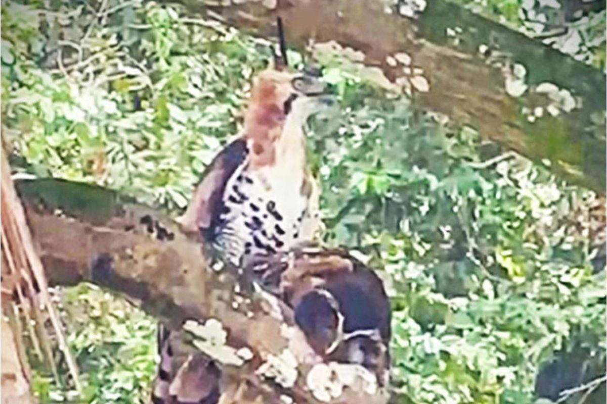 Rare Raptor Clash: Ornate Hawk-Eagle Slays Crested Owl in Costa Rica