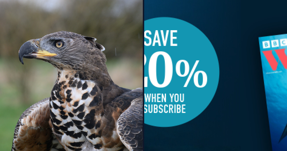Biomechanical Superiority: How the Crowned Eagle Crushes Primate Skulls